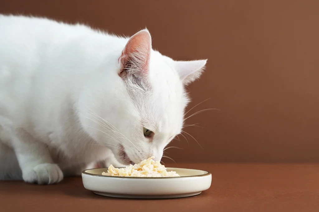 ¿Por qué debes elegir alimento húmedo para tu gato?